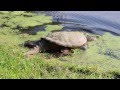 Snapping turtle found near to University of Manitoba ...