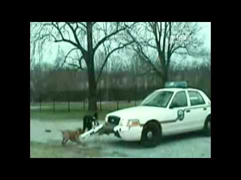 Dog Attacks Police Car