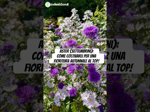 Guarda il video