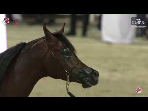 N 266 E S  RASHEEQ   Abu Dhabi International AHC 2023   Stallions 4 Years Old and Older Class 6B