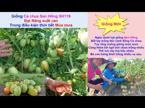 Giống Mới: Cà chua Sen Hồng SH119 - Năng suất cao trong điều kiện Mùa mưa, Ba Tri - Bến Tre T10/2022