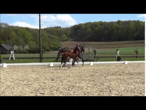 typvolles Livaldon Hengstfohlen