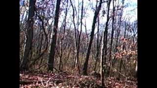 preview picture of video 'Doe - Logging Trail Zanesville, Ohio'