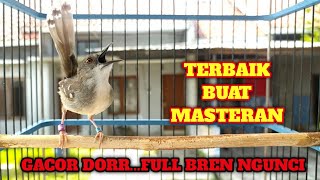 Download lagu CIBLEK SUPER GACOR FULL NGEBREN mp3 Download lagu CIBLEK SUPER GACOR FULL NGEBREN mp3