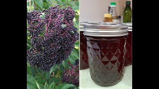 Elderberry Syrup | Harvest To Canned