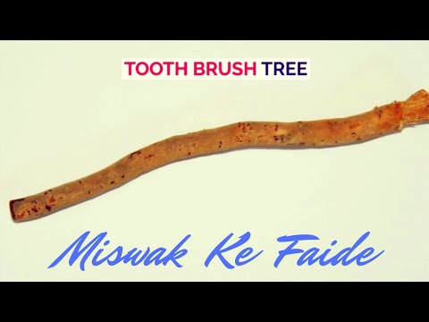 #2 Benefits of MISWAK | Medicinal Plants in the Prophetic Tradition | PROPHETIC MEDICINE