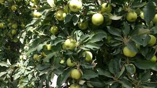 preview picture of video 'Apple trees in quetta'