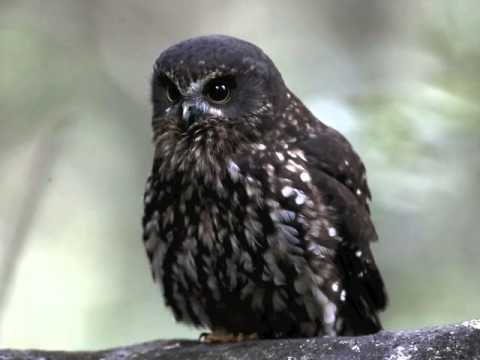 Morepork da Nova Zelândia (Ruru)