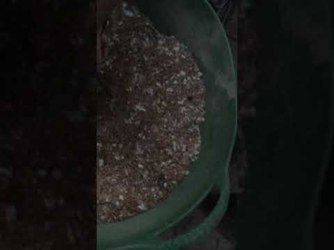 Pre composting spent grain prior to adding to a wormery.