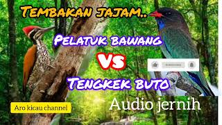 Download lagu Tembakan tajam #Pelatuk bawang vs #Tengkek Buto masteran@arokicau8641 mp3