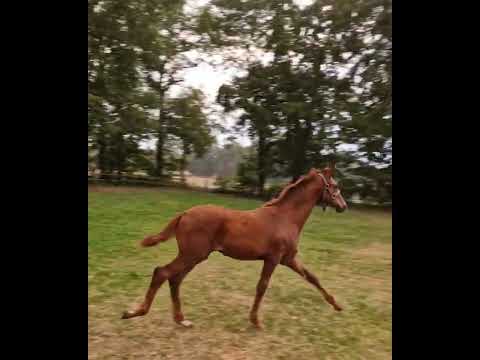 Hengstfohlen Fürst Jazz x Blue Horse Romanov