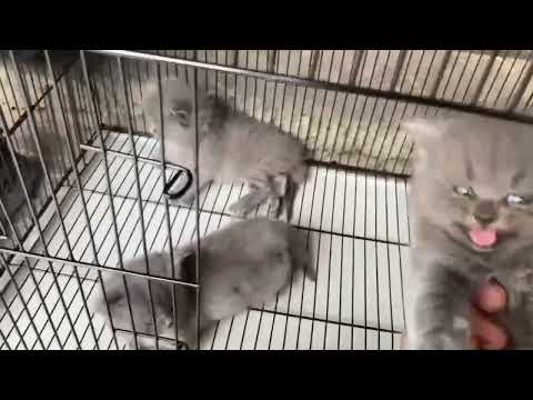 Kittens Silver caller  (Mohsin with Mirha )