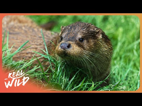 The Playful Otters Of Yellowstone National Park