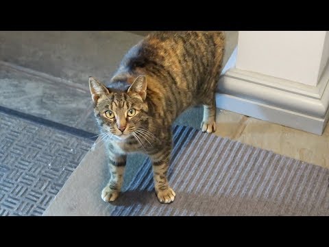 Meet Marty, Splash Ate Cat Grass, Crunchie Time - S3 E78 - Cats - Cat Video