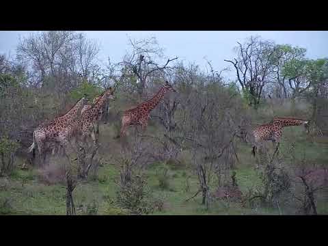 Djuma: Group of eight Giraffes feeding - 06:50 - 10/11/20
