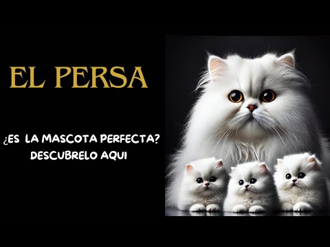 The Secrets of the Persian Cat: Why Are They So Special?