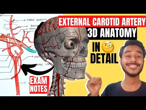 External Carotid Artery Anatomy | external carotid artery branches | external carotid artery course