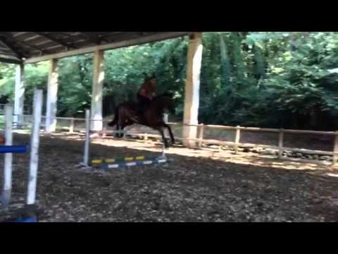 2 parte.          Allevamento J   &    scuderia "Il Pratone"   Puledri a vendere