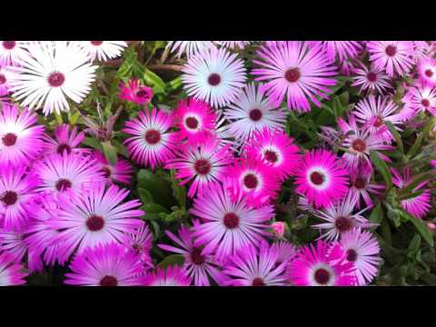 Prem Bahadur Tamang PrEm TaManG...