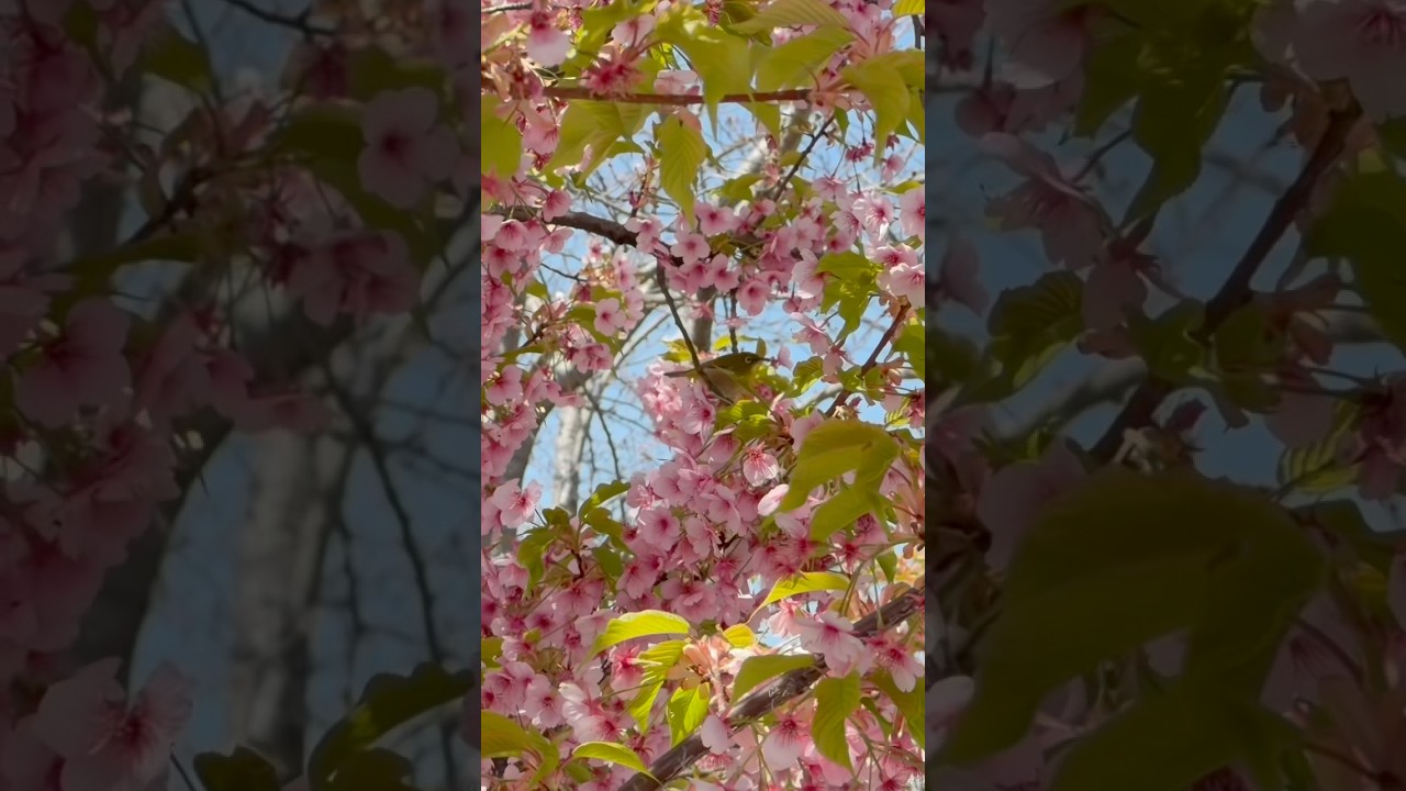 世界遺産東寺の早咲きの河津桜が満開 #京都 #観光