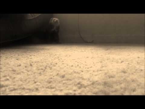 Ferret playing hide and seek