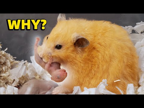 My Hamster Ate Her Babies...Why?