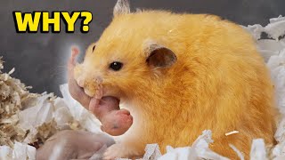 My Hamster Ate Her Babies...Why?