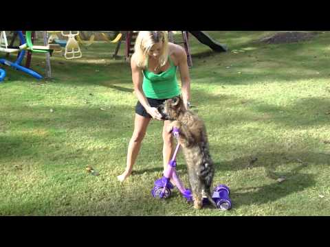 Norman's first day on the scooter