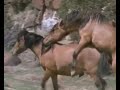 Horse Mating Video