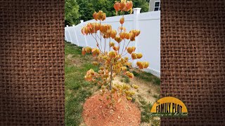 Q&amp;A – My dogwood tree needs help. What should I do?
