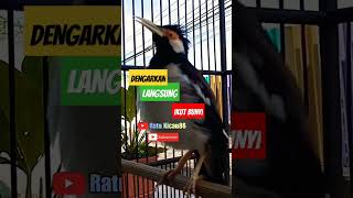 Download lagu Jalak Suren Gacor Terapi Jalak Suren Macet, Jalak Suren Muda Agar Cepat Gacor #asmr #jalaksurengacor mp3