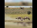 Gemsbok Oryx Fighting Slow Motion Kalahari South Atrica