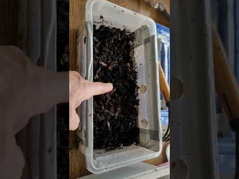 Counting the 100 Cocoon Nursery...how many made it?