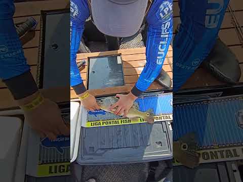 Tucunaré capturado pela equipe Pesca Boa Euclides da Cunha Paulista-SP 🏆🎣 #fishing #pesca #shorts