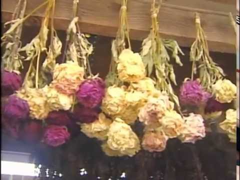 Florist Dried Flowers