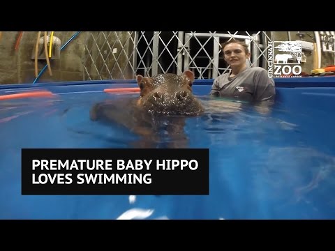 Premature baby hippo loves swimming