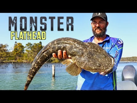Monster Flathead-Forster Mid-North Coast