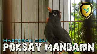Download lagu POKSAY MANDARIN GACOR LUAR BIASA TERBARU mp3 Download lagu POKSAY MANDARIN GACOR LUAR BIASA TERBARU mp3
