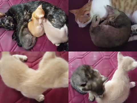 Mother Cat and Kittens | cats and kittens