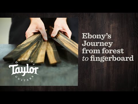 Ebony's Journey: From Forest to Fingerboard