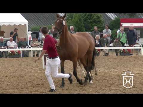 NF277 Hengstfohlen von Uriko - Caretino - Cicero