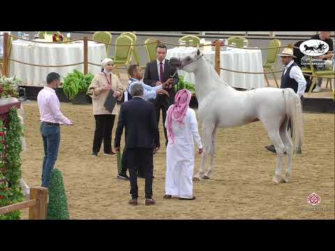 N 141 HARES ALSHAQAB   1st Qatar Arabian Horse Show Local Bred