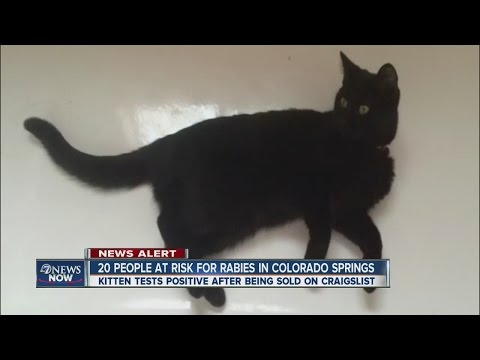 Kitten tests positive for rabies