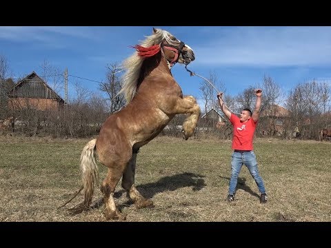 Armasarii lui Ovidiu de la Topa Mica, Cluj - 2019