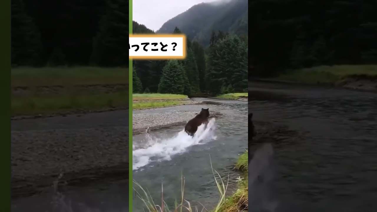 こういうクマであって欲しい… #2ちゃんまとめ #animals #2ch