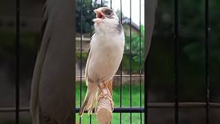 Download lagu Spanish timbrado canary song #canariobelga #belgacantando #birds #kanaria #canaryislands mp3 Download lagu Spanish timbrado canary song #canariobelga #belgacantando #birds #kanaria #canaryislands mp3