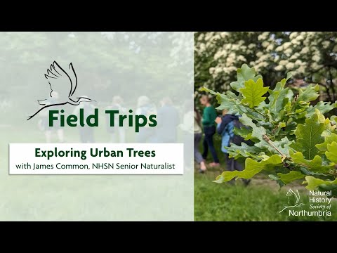 Exploring Urban Trees