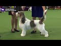 Grand Basset Griffon Vendeens | Breed Judging 2020