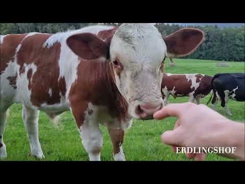 Mit den Pferden und Rindern auf die Weide.