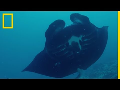 Rare: images of the graceful manta ray